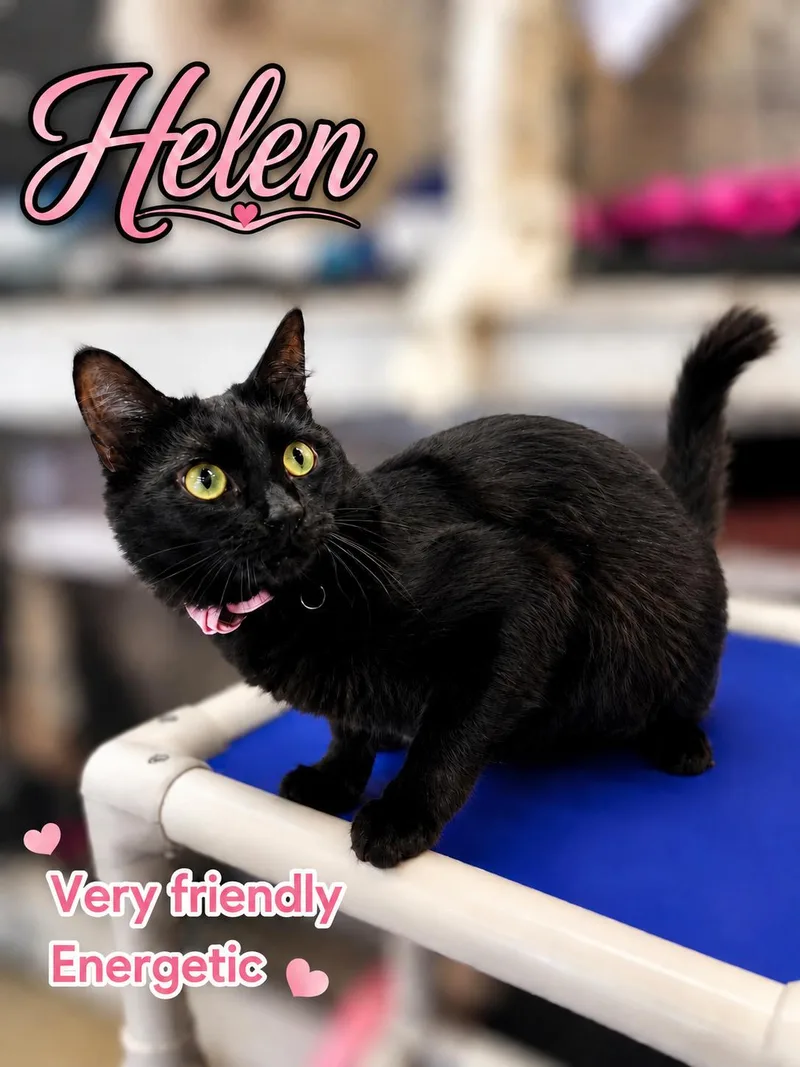 A young medium-sized female Tabby cat named HelenWillow Grove for adoption in Greenville, DE