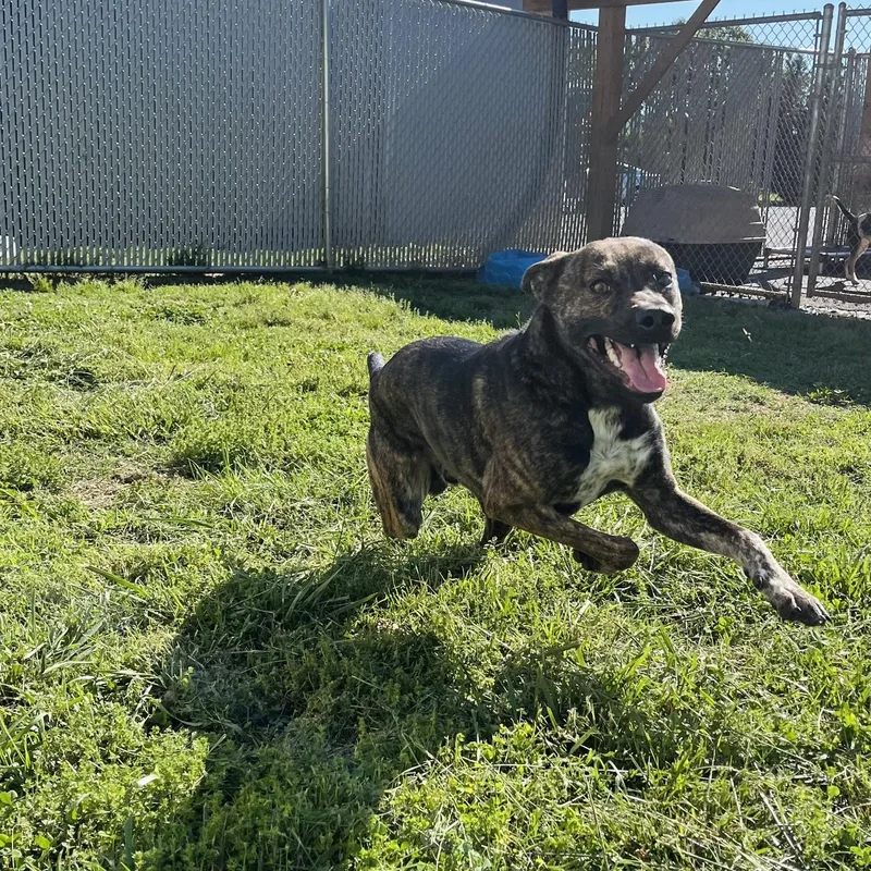 An adult large-sized male Brindle Mixed Breed dog named Hudson for adoption in Martinsville, VA