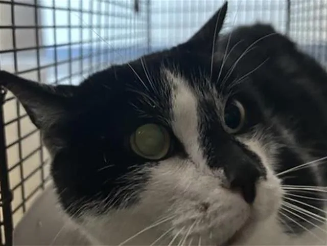 An adult small-sized female Domestic Short Hair cat named Antonia for adoption in San Antonio, TX