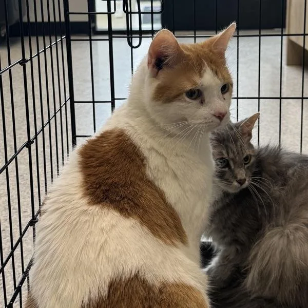 An adult medium-sized male Domestic Short Hair cat named Charlie Bonded Buddy for adoption in Des Moines, IA
