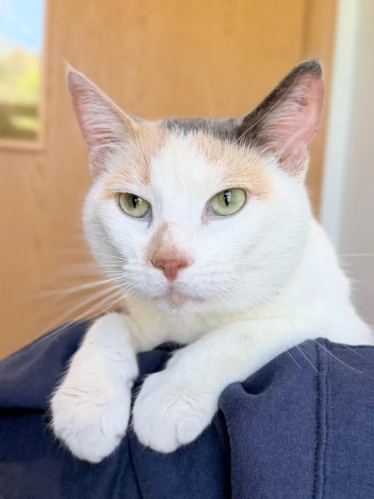 An adult medium-sized female Domestic Short Hair cat named Ophelia for adoption in Menomonie, WI