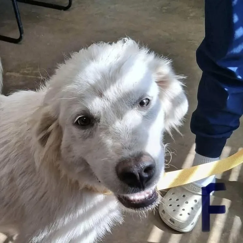 A baby large-sized female White / Cream Great Pyrenees dog named Peanuts for adoption in Williston, VT