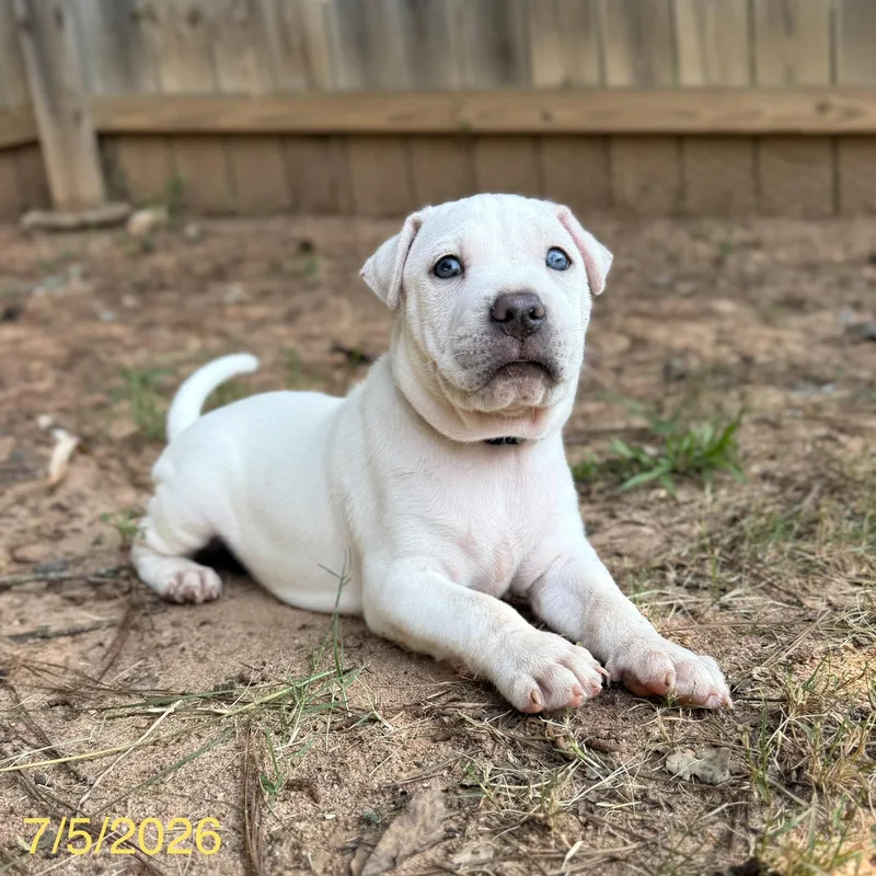 A baby medium-sized male White / Cream Mixed Breed dog named Simon for adoption in Jackson, GA
