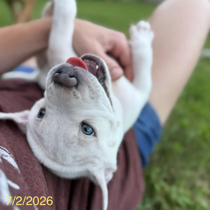 Simon thumbnail 2