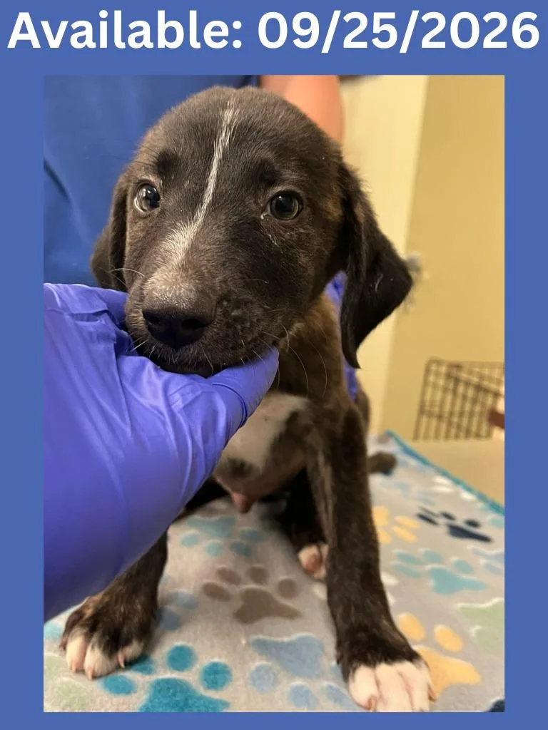 A baby large-sized male Shepherd dog named Dog Kennel for adoption in Greenville, TX