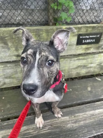 A baby medium-sized female Mixed Breed dog named Ruby Puppy for adoption in Fairfax, VA