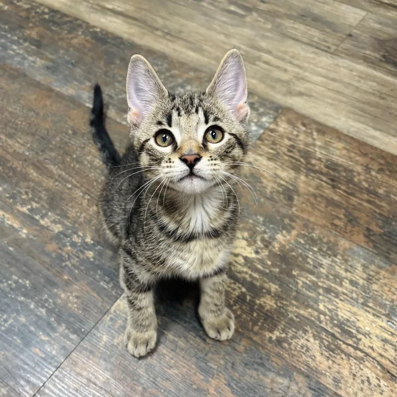 A baby small-sized male Brown / Chocolate Domestic Short Hair cat named Ward for adoption in Woodbury, NJ