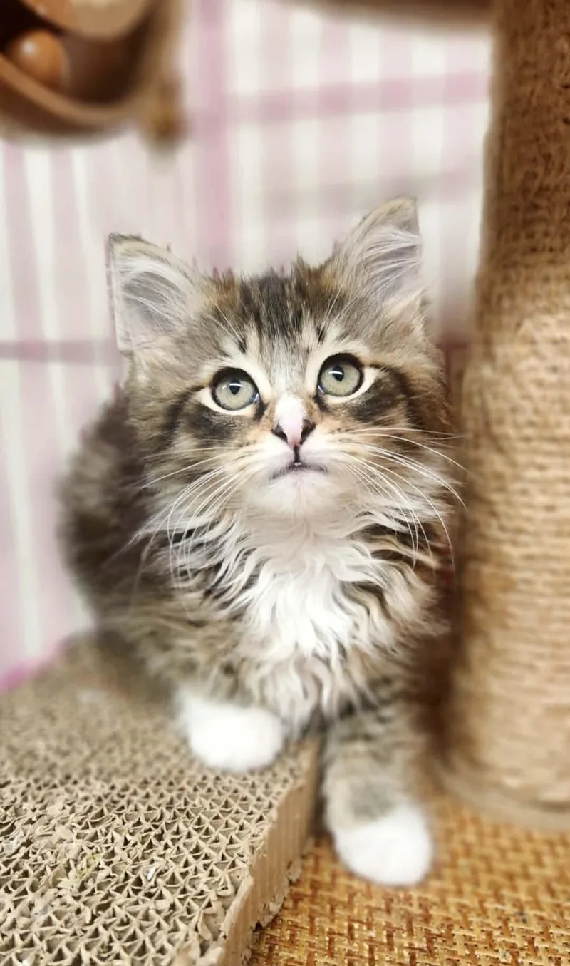 Clawdette