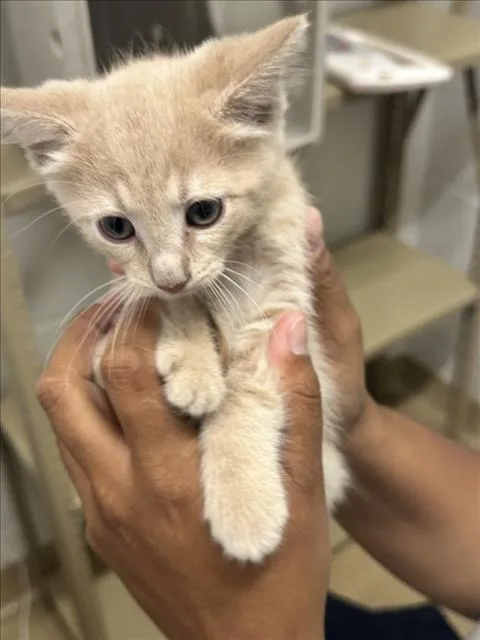 A baby small-sized male Domestic Short Hair cat named Spark Plug for adoption in Derwood, MD