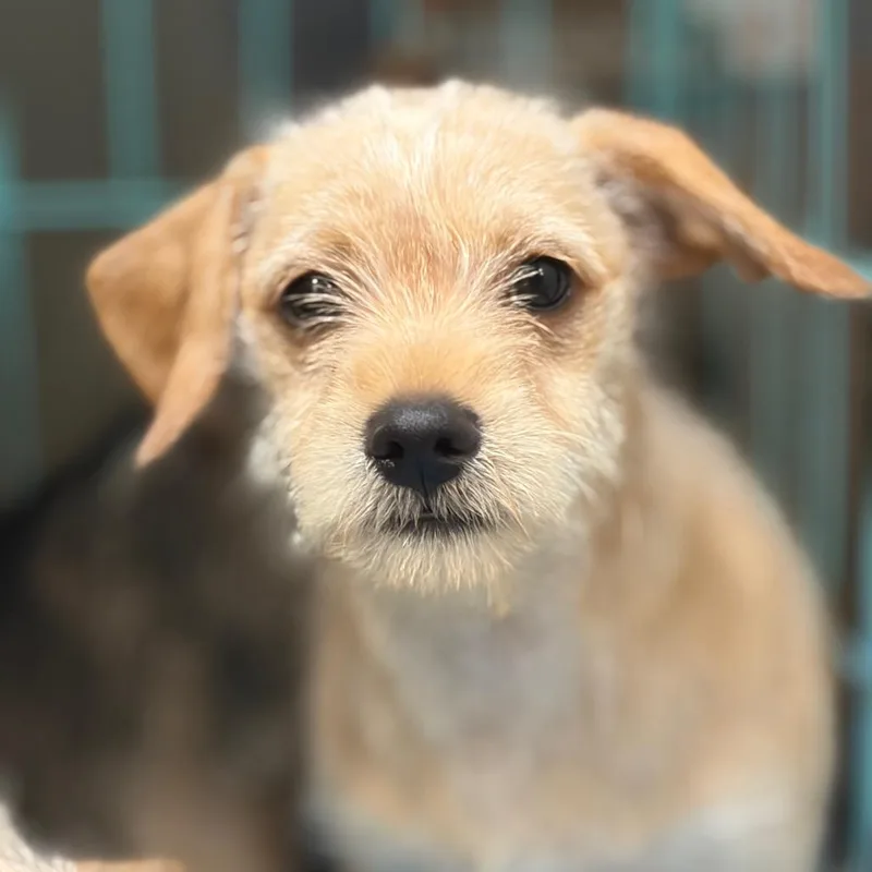 A baby small-sized male Yellow / Tan / Blond / Fawn Mixed Breed dog named Athos for adoption in Lake Jackson, TX