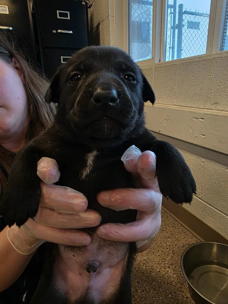 A baby medium-sized male Labrador Retriever dog named Spade for adoption in Gold Beach, OR
