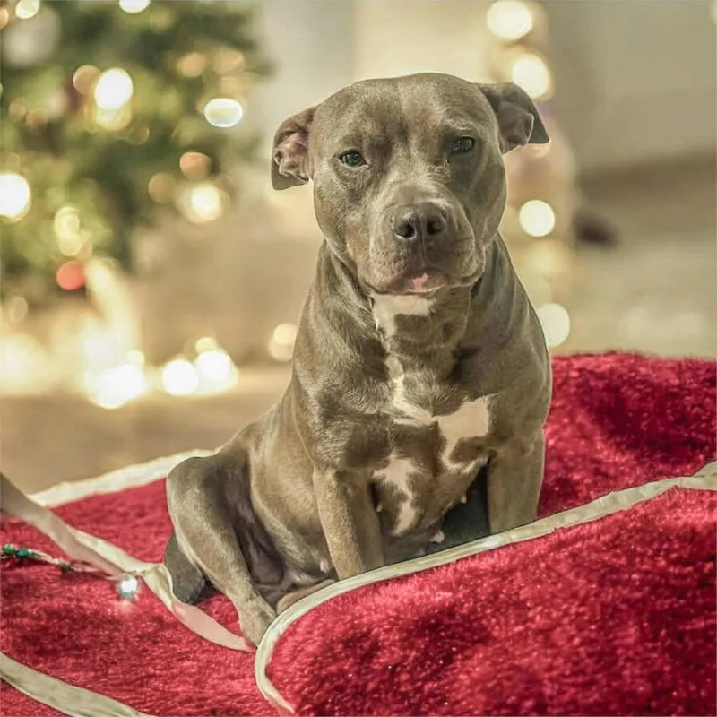 An adult medium-sized female Gray / Blue / Silver Pit Bull Terrier dog named Annie  Special Needs for adoption in Dayton, OH