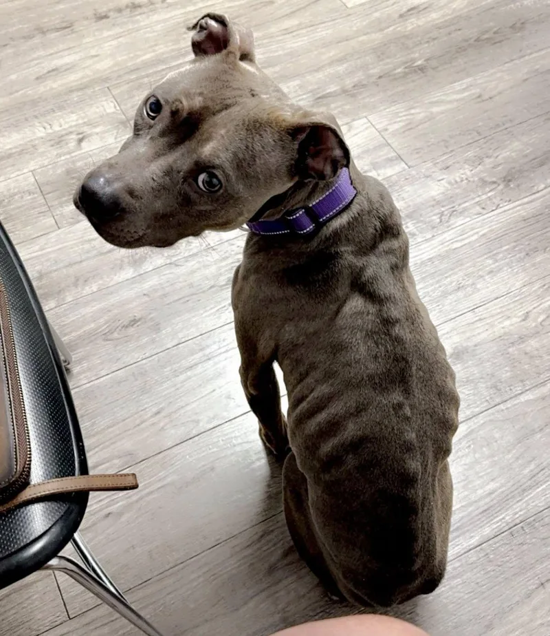 Annie  Special Needs thumbnail 4