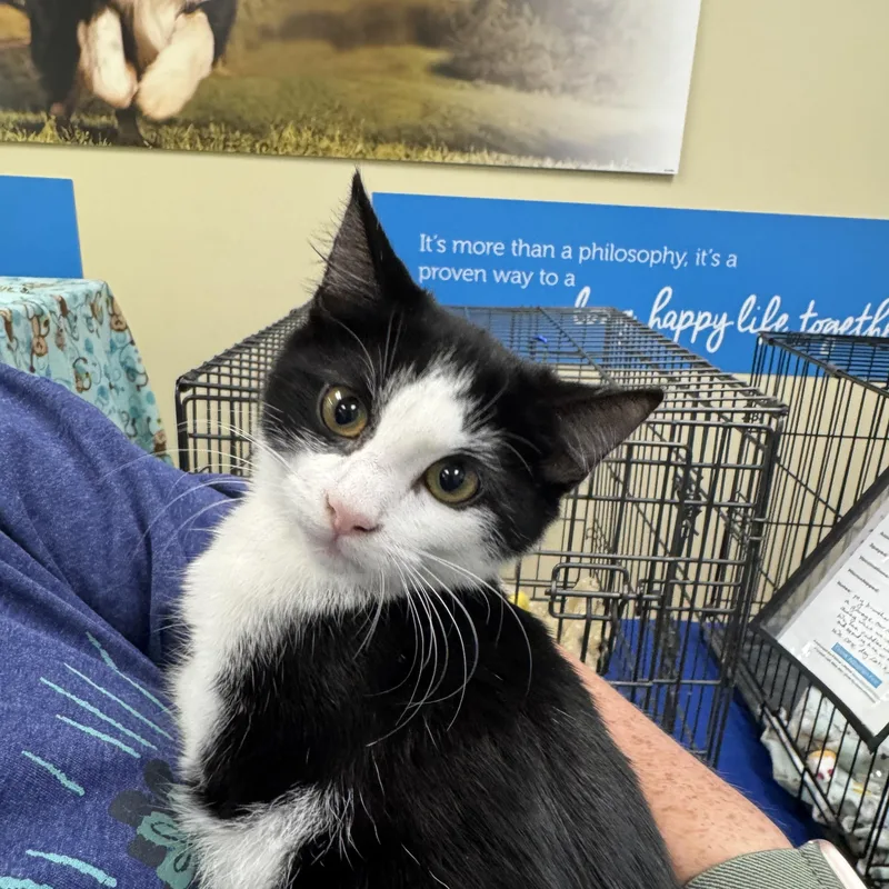 A baby medium-sized female Black & White / Tuxedo Domestic Short Hair cat named Mischief for adoption in Easley, SC