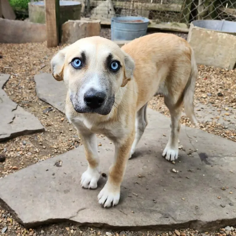 A baby medium-sized female Yellow / Tan / Blond / Fawn Husky dog named Zulu for adoption in Boaz, AL