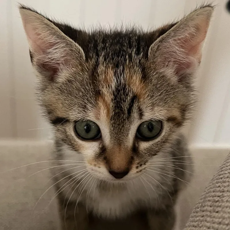 Petunia thumbnail 4