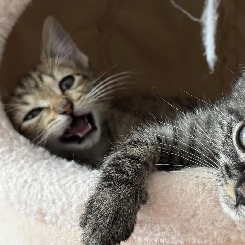A baby small-sized male Brown / Chocolate Domestic Short Hair cat named Ninja for adoption in Escondido, CA