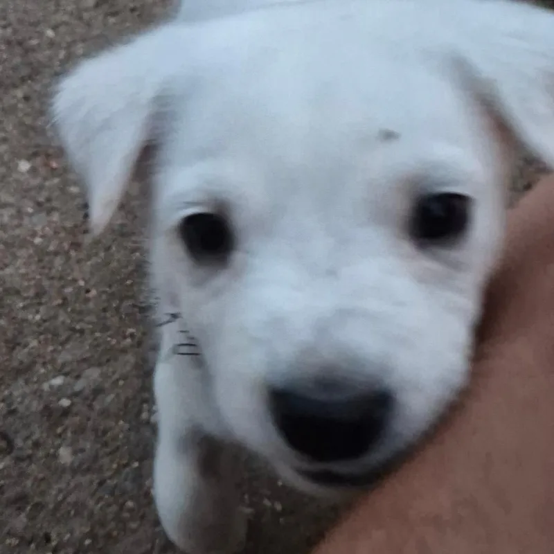 Ghost thumbnail 3