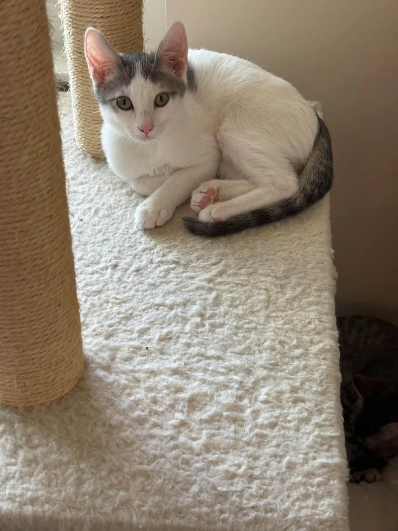 A young medium-sized female Gray & White Domestic Short Hair cat named CocoSan for adoption in Wilmington, NC