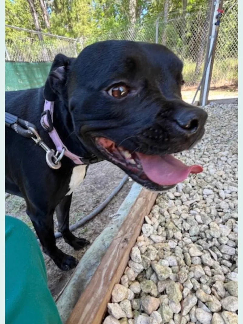 Piper In Fl thumbnail 2