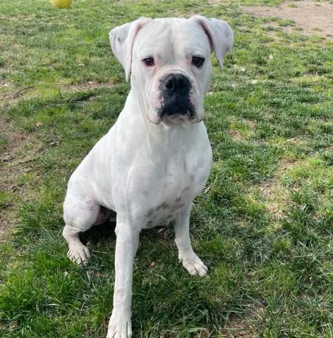 An adult large-sized male Boxer dog named Chico for adoption in Camarillo, CA