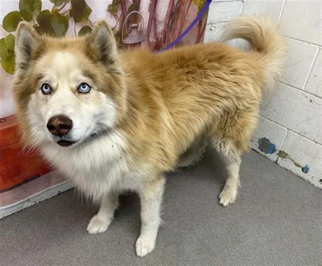 An adult large-sized male Siberian Husky dog named Shiloh for adoption in San Bernardino, CA