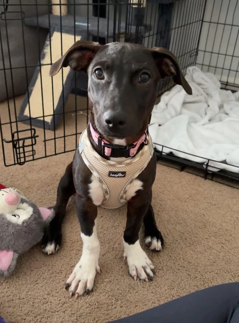 A baby medium-sized female Mixed Breed dog named Socks for adoption in Cliffwood, NJ