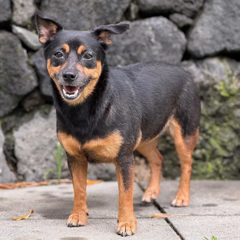 An adult small-sized female Black Mixed Breed dog named Roxy for adoption in Keaau, HI