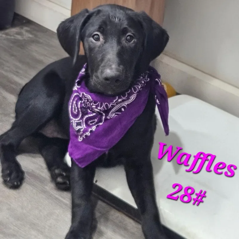 A baby large-sized male Black Retriever dog named Meet the Breakfast Club for adoption in CORPUS CHRISTI, TX