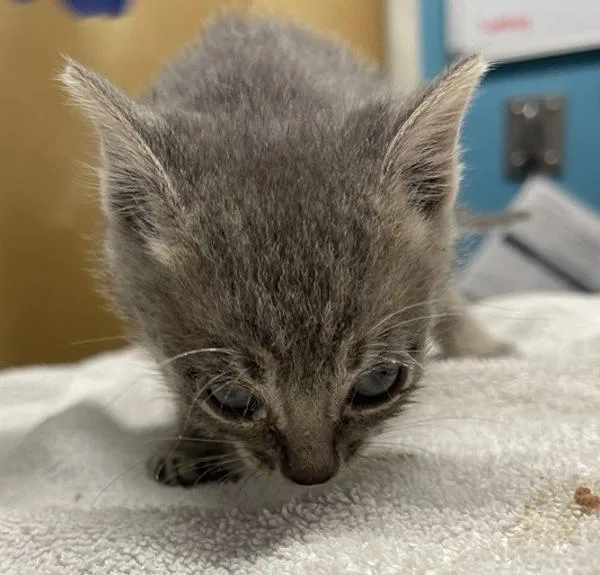 A baby small-sized male Domestic Short Hair cat named Cosmo for adoption in Escondido, CA