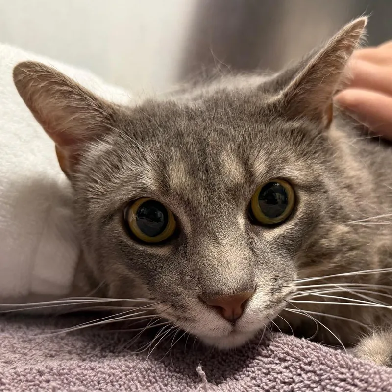 An adult extra large-sized male Gray / Blue / Silver Domestic Short Hair cat named Smokey for adoption in Providence, RI