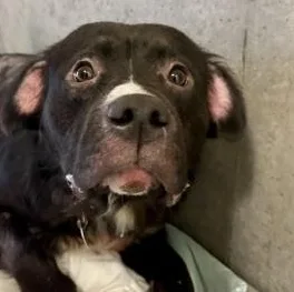 An adult medium-sized male Mixed Breed dog named Scrappy for adoption in Roseburg, OR