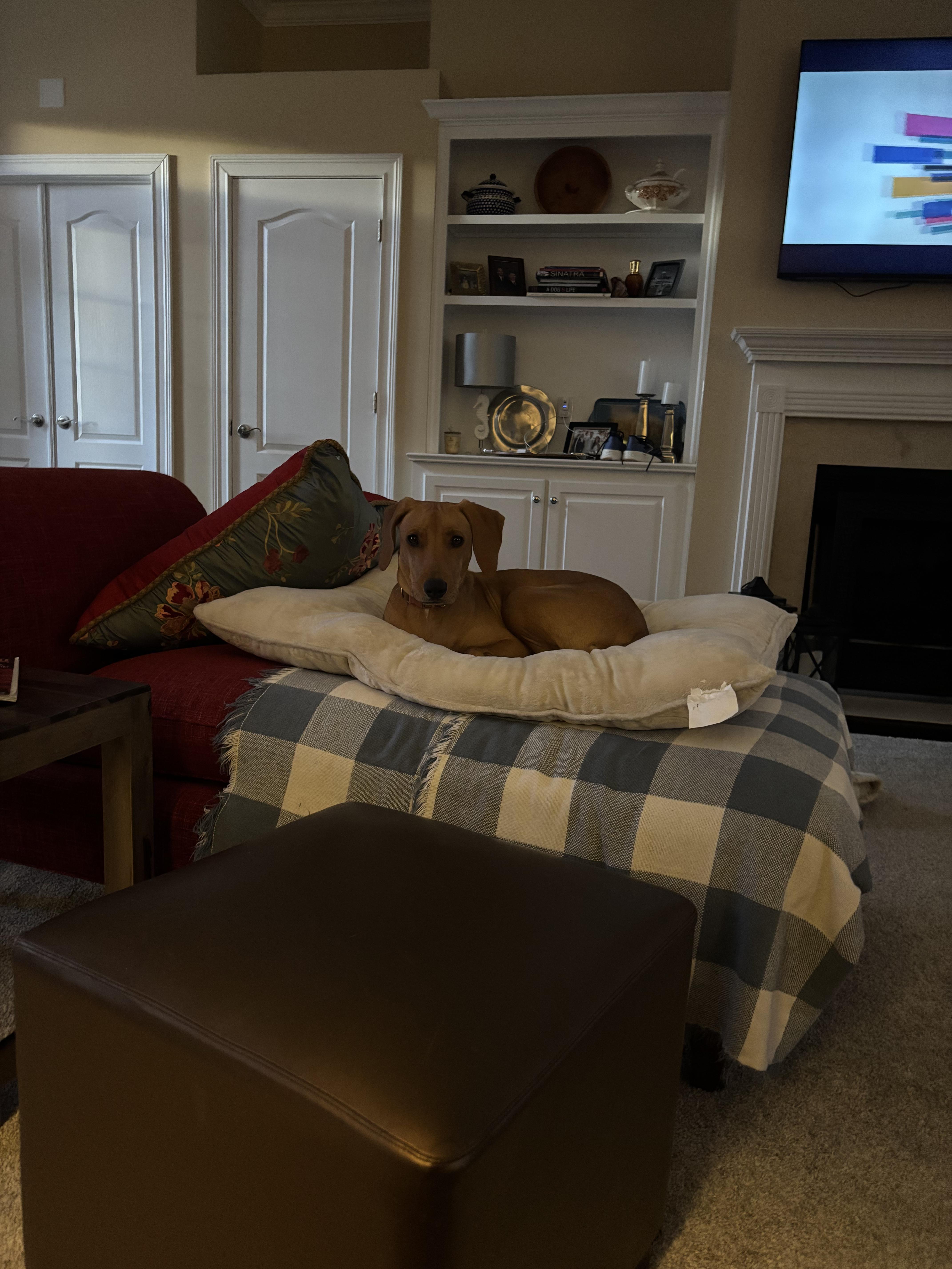A young medium-sized female Golden Labrador Retriever dog named Penny for adoption in Lexington, KY