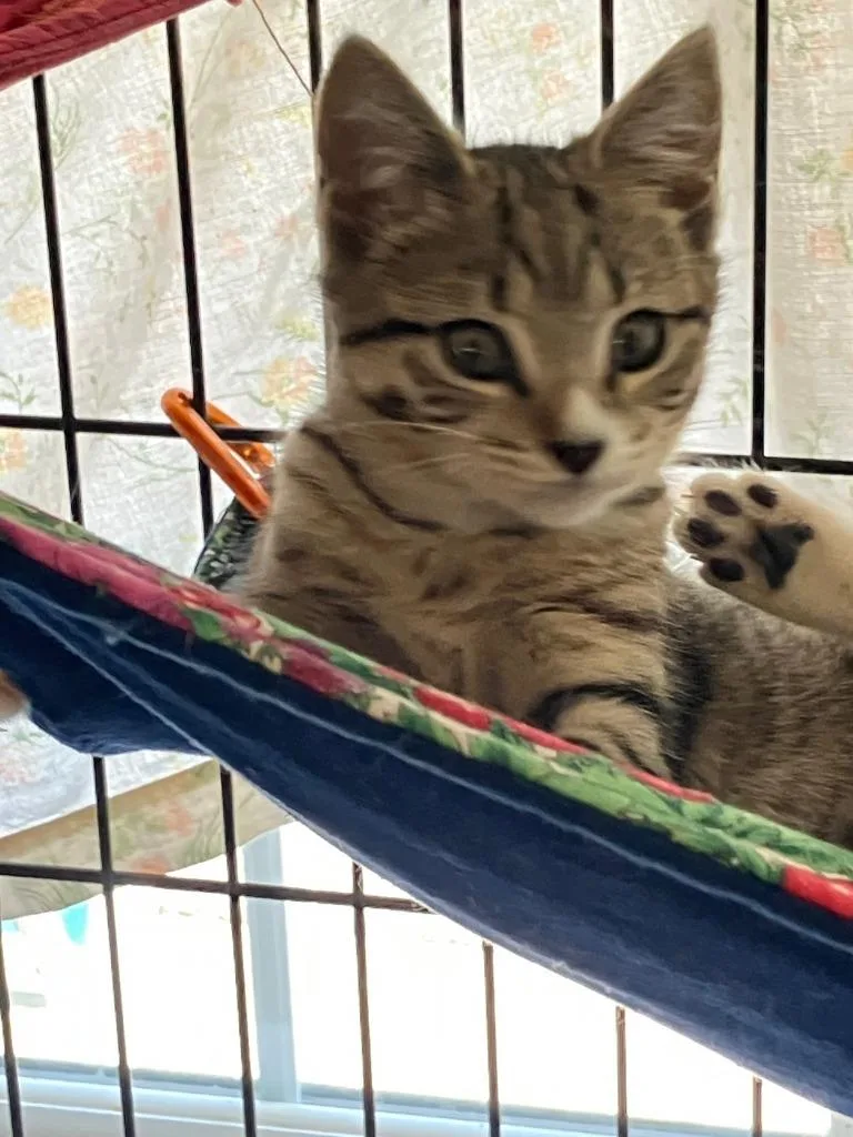 A baby small-sized female Domestic Short Hair cat named Ashley for adoption in Lunenburg, MA