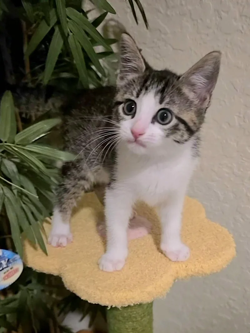 A baby medium-sized female Tabby (Gray / Blue / Silver) Domestic Short Hair cat named Daphne for adoption in Tierra Verde, FL