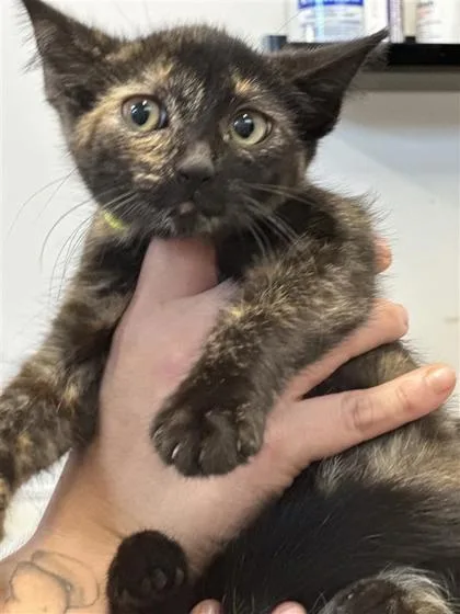 A baby small-sized female Domestic Short Hair cat named Mango for adoption in West Chester, PA