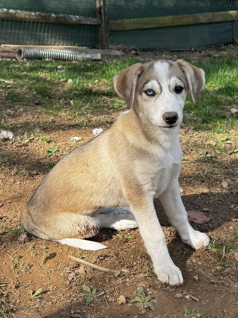 A baby medium-sized female Siberian Husky dog named Breve for adoption in Salisbury, MD