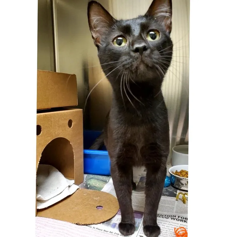A young medium-sized male Domestic Short Hair cat named Rum Tum for adoption in Novelty, OH