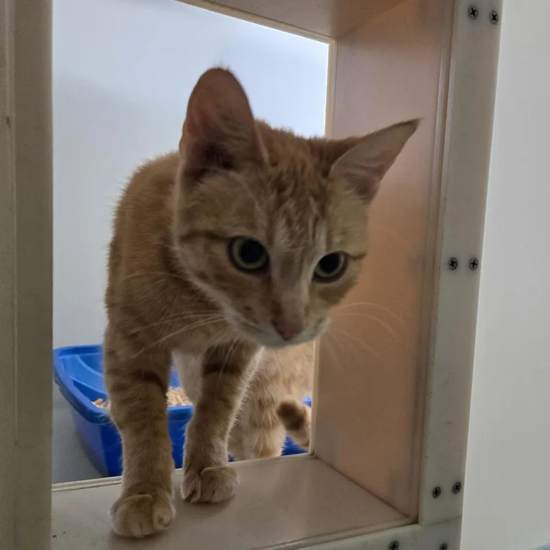 A young small-sized female Orange / Red Domestic Short Hair cat named Delaney for adoption in Tawas City, MI