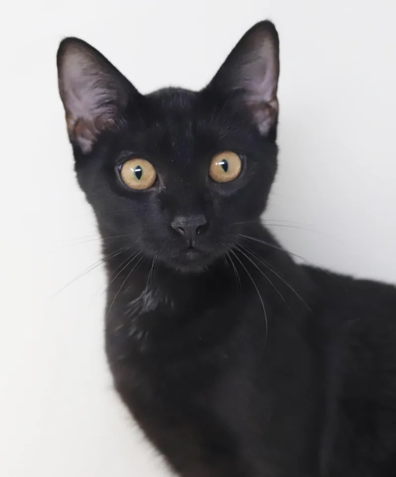 A baby medium-sized male Black Bombay cat named Clemence is a panther for adoption in Bedford Hills, NY