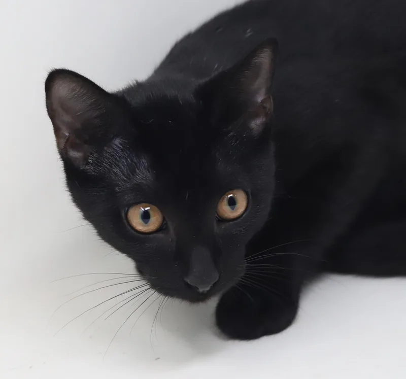 Clemence is a panther thumbnail 3