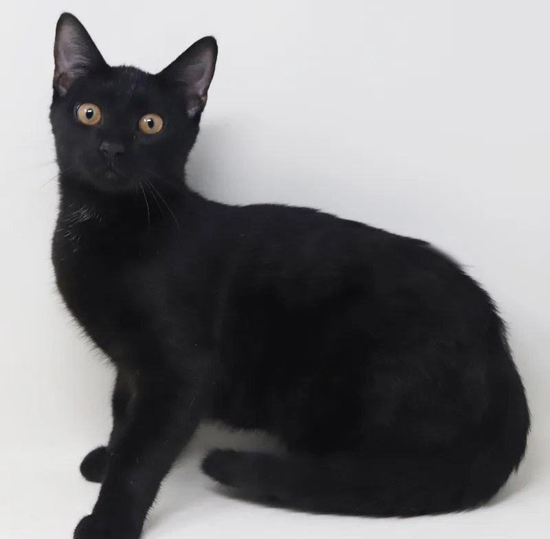 Clemence is a panther thumbnail 6