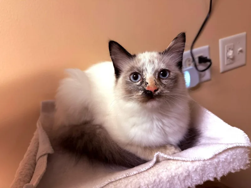 A baby medium-sized female Siamese cat named Georgette for adoption in Crystal Lake, IL