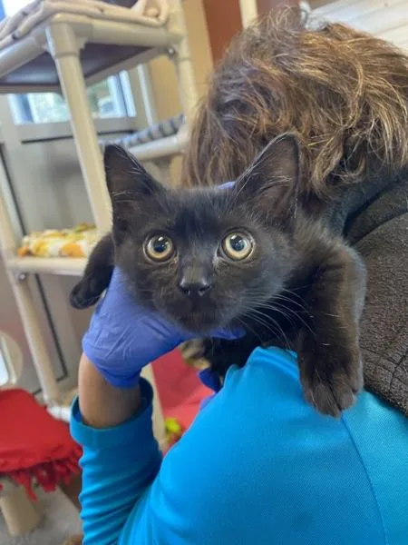 A baby small-sized female Domestic Short Hair cat named Skylar for adoption in Monterey, CA