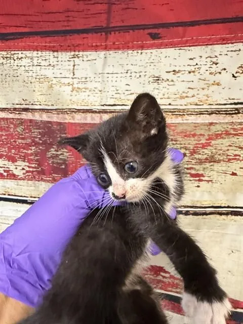 A baby small-sized female Domestic Short Hair cat named Mirtha for adoption in Miami, FL