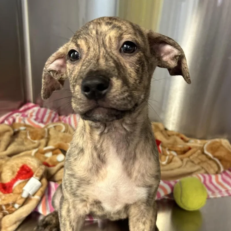 A baby medium-sized male Brindle Mixed Breed dog named Finnick for adoption in Pensacola, FL