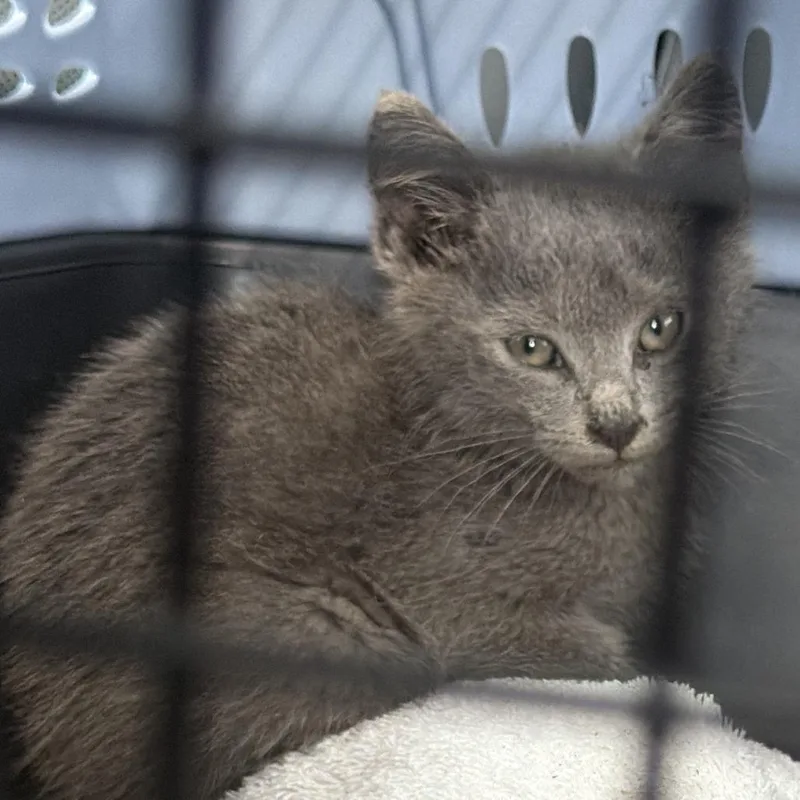 A baby small-sized male Gray / Blue / Silver Domestic Short Hair cat named Trumpet for adoption in Greensboro, NC
