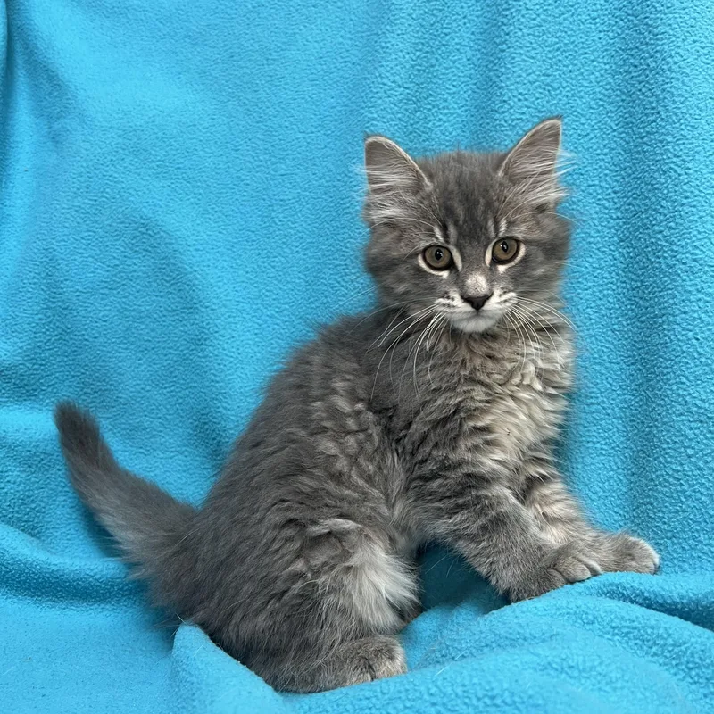 Jasmin  At Petsmart