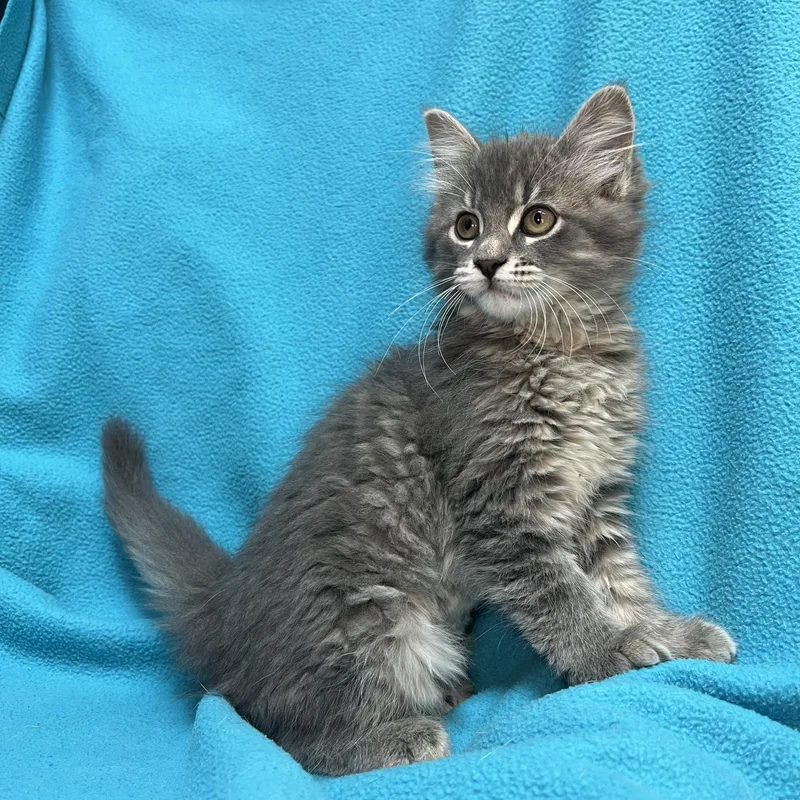 Jasmin  At Petsmart thumbnail 2