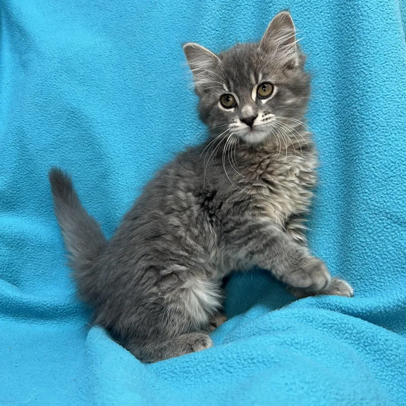 Jasmin  At Petsmart thumbnail 3